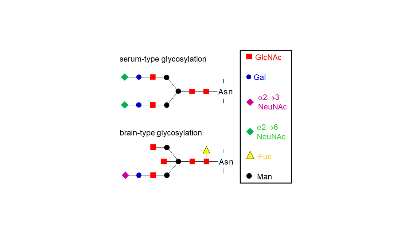 Blood-Brain Barrier: CSF Proteins